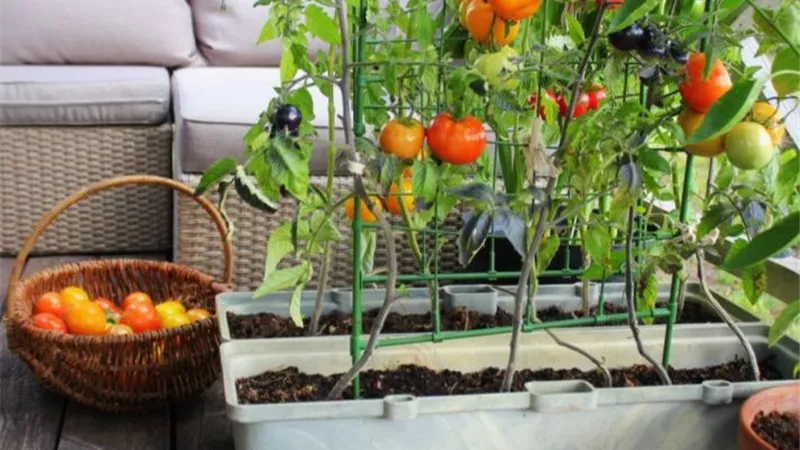 بتحب الزراعة ومش عندك أرض.. اعرف إزاي تزرع خضارك في بلكونتك بخطوات بسيطة