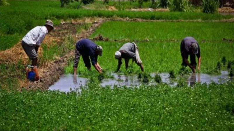 انخفاض طفيف في الحرارة شمال البلاد.. ونصائح مهمة للمزارعين بالجيزة