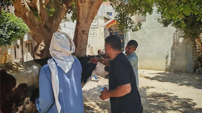 تحصين 127 ألف رأس ماشية ضمن الحملة القومية ضد الحمى القلاعية والوادي المتصدع بالمنيا
