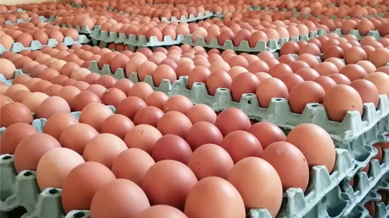 اتحاد منتجي الدواجن: المعروض يغرق السوق.. زيادة إنتاج البيض 30% تدفع الأسعار إلى التراجع