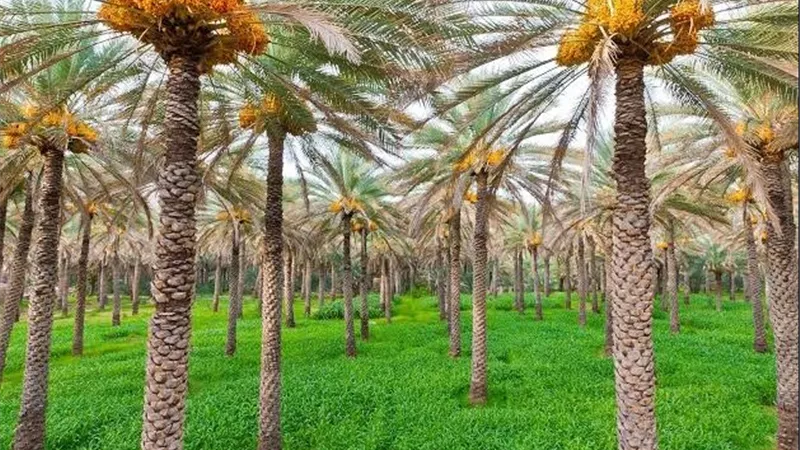 المهندس خالد هاشم: إنشاء أكبر مزرعة نخيل بالعالم تضم نحو 2.3 مليون نخلة بمنطقتي توشكى وشرق العوينات