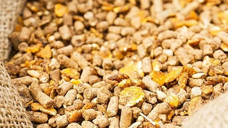  زراعة بني سويف تراجع تراخيص الأعلاف وتزيل 14 حالة تعدٍّ استعداداً للموسم الشتوي