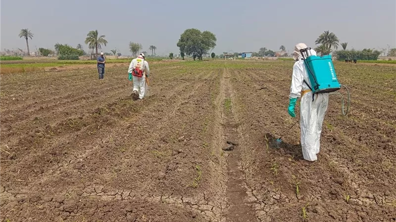 “الزراعة” تنفذ إجراءات استباقية مكثفة لحماية المحاصيل من الآفات الحشرية الخطرة باستخدام المبيدات الحيوية الآمنة بيئيًا