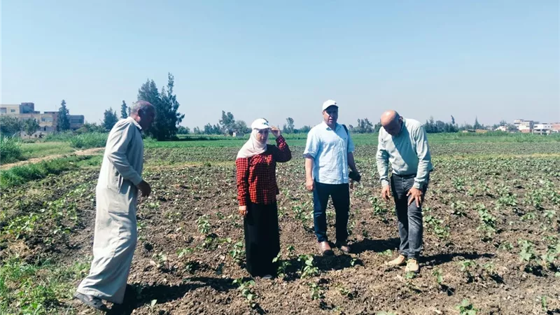 زراعة كفر الشيخ تكثف جهودها الميدانية لدعم المزارعين ومتابعة المحاصيل الاستراتيجية