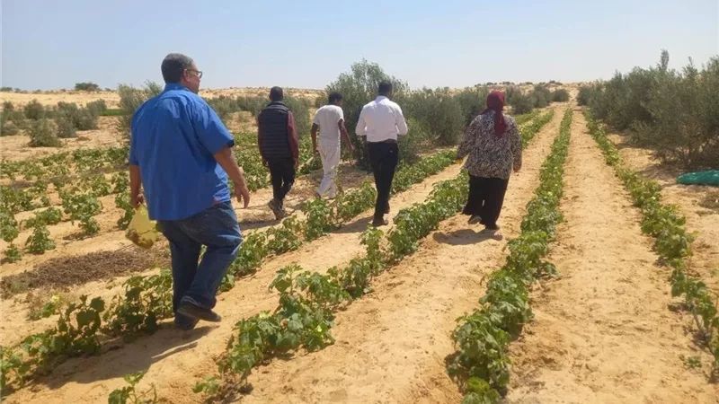 حصاد بحوث الصحراء في سبتمبر.. شراكات دولية ومشروعات تطبيقية لدعم سيناء والتنمية المستدامة
