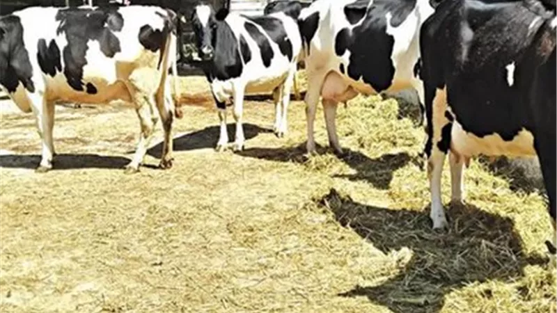 الحر يهاجم الثروة الحيوانية.. كيف تحمي الماشية من الإجهاد الحراري صيفًا؟