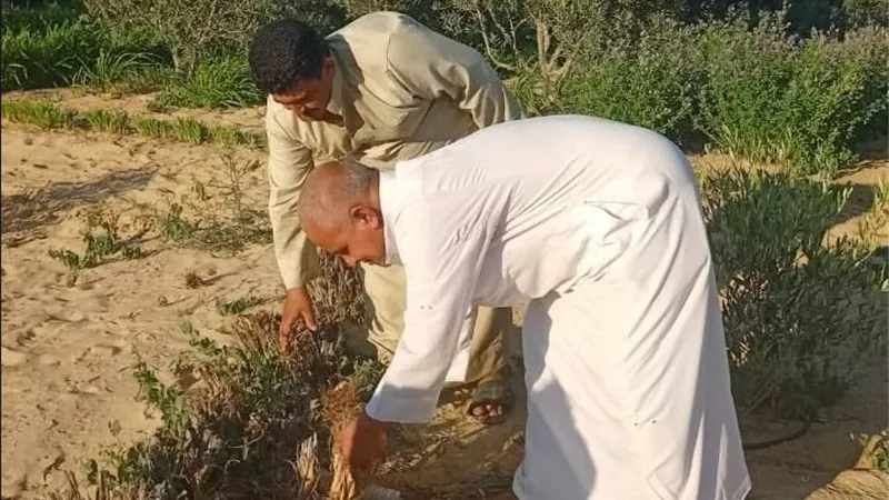 بعد انتهاء الحصاد.. الزراعة تطلق حملة موسعة لمطاردة القوارض وحماية المحاصيل بشمال سيناء