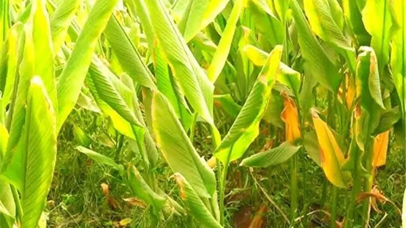 أعراض نقص البوتاسيوم في النبات.. كيف تكتشفها وتفرق بينها وبين أعراض الإجهاد؟