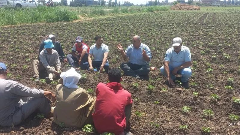 جولات ميدانية مكثفة لزراعة كفر الشيخ لمتابعة صرف الأسمدة ودعم مزارعي القطن