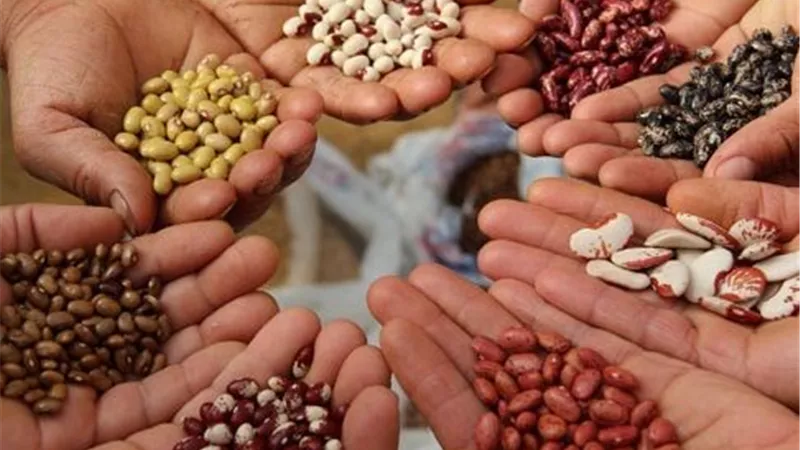 أساس نجاح محصولك اختيار التقاوي الجيدة.. اعرف ازاي وتجنب الغش