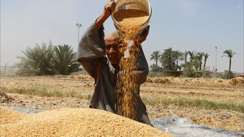 زيادة 600 ألف فدان لم تمنع ارتفاع الواردات.. مصر تستورد قمحًا بأكثر من مليار دولار في 3 أشهر