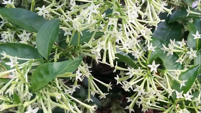 مسك الليل.. عطر الملوك الذي يحول منزلك إلى حديقة تفوح بالرائحة بعد الغروب