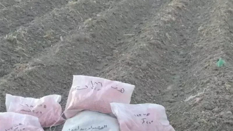 لترشيد مياه الري.. تجهيز 70 فدانًا لزراعة 22 حقلًا إرشادياً للذرة الشامية بالإسكندرية