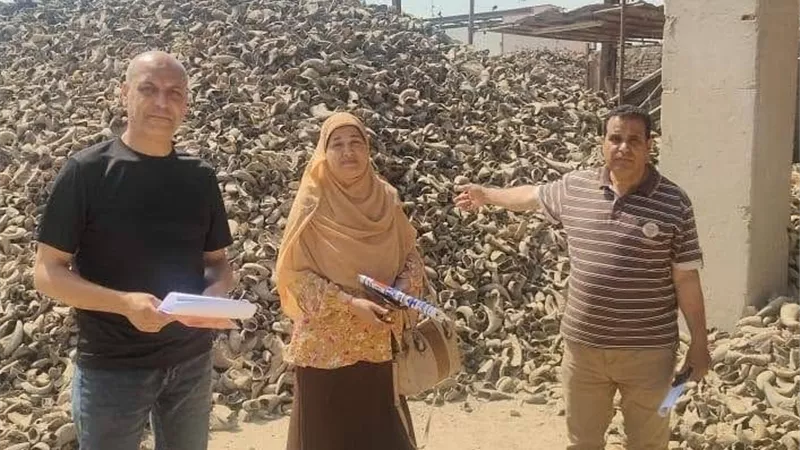 زراعة المنوفية تكثف جهودها لتعزيز جودة الأعلاف وحماية الثروة الحيوانية