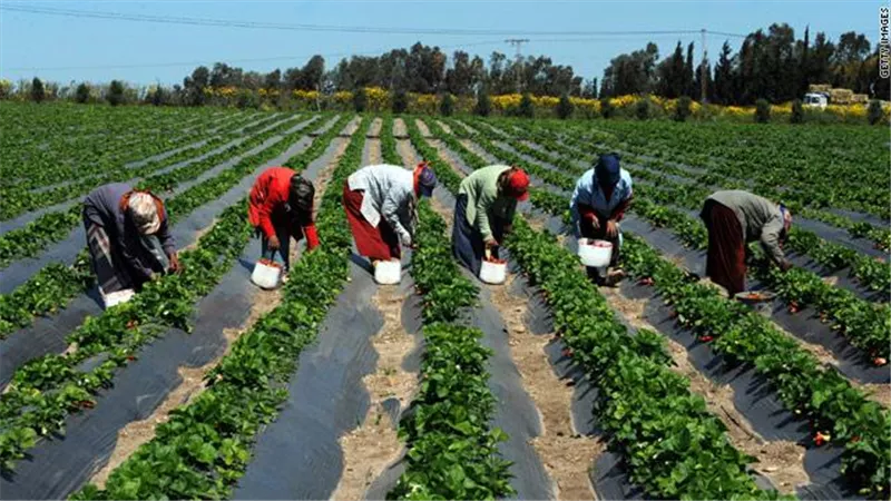 بين مكافحة القوارض وطاقة الشمس.. خطة الأقصر الخضراء لتأمين المحاصيل الاستراتيجية