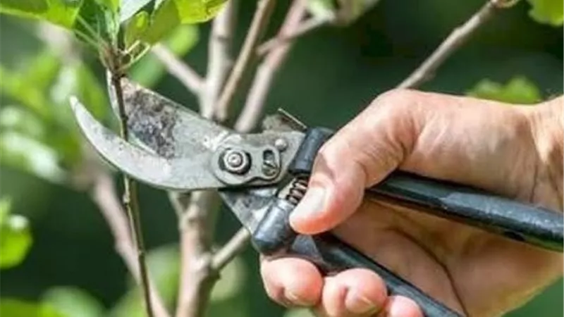 أفضل وقت لتقليم الأشجار.. خبراء الزراعة يوضحون الموعد المناسب للحفاظ على النمو والإنتاج