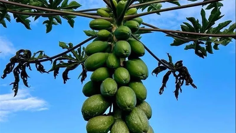 البابايا.. شجرة استوائية سريعة النمو تجمع بين القيمة الغذائية والإنتاج المبكر