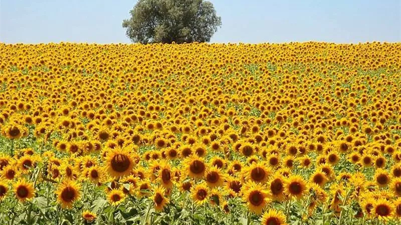 حل سحري لأزمة الزيوت.. خطة حاسمة لزيادة إنتاج عباد الشمس وسد عجز الزيوت