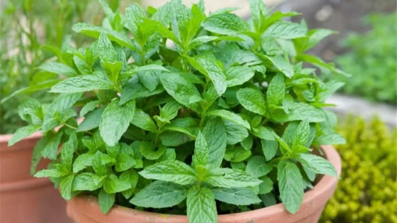 سر النعناع الكثيف والعطر طوال العام.. خطوات بسيطة تحول نباتك المنزلي لشجيرة خضراء