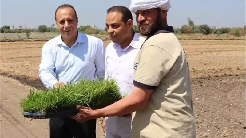 زراعة مشتهر .. تدشن موسم الأرز بالمزرعة البحثية لرفع كفاءة الإنتاج المحلي