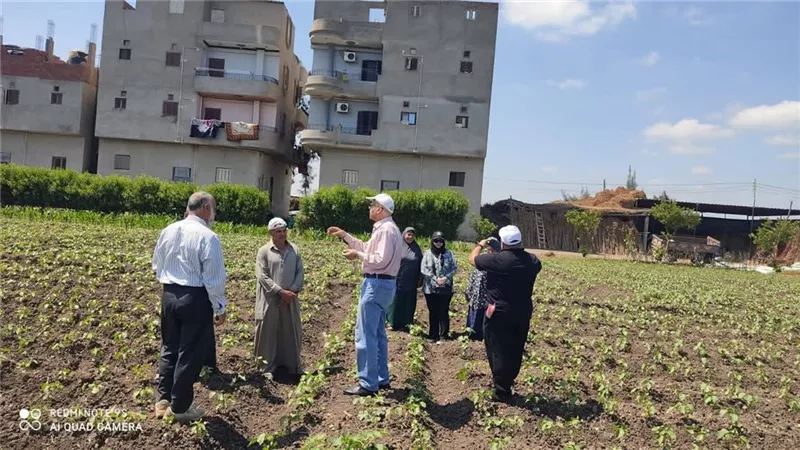 بشائر موسم قوي للذهب الأبيض.. ندوة حقلية بالدقهلية تكشف أسرار زيادة إنتاج القطن ومواجهة الآفات
