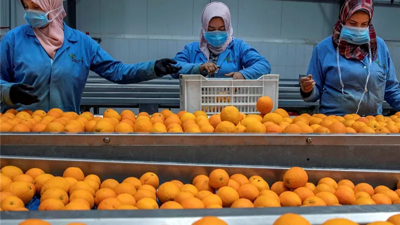 بنمو 7.1%.. مجلس الوزراء يعلن قفزة الصادرات الغذائية المصرية لـ 2.4 مليار دولار خلال 4 أشهر