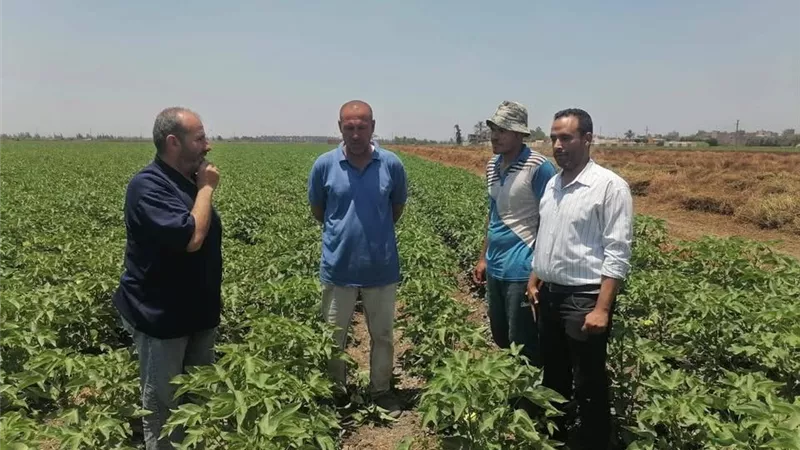 ندوة إرشادية بأجا تدعم محصول القطن.. وتوصيات فنية لرفع الإنتاجية وتحسين الجودة