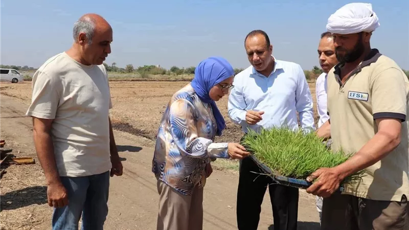 جامعة بنها: الأرز يمثل أحد المحاصيل الاستراتيجية التي تحظى بأولوية في البرامج البحثية