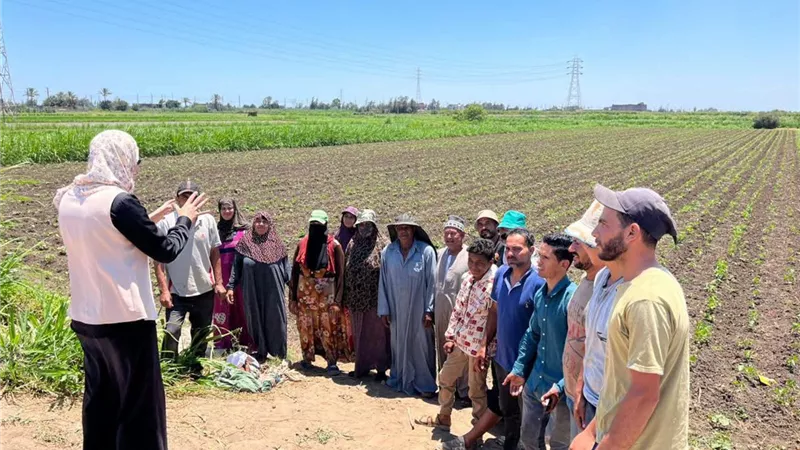 زراعة كفر الشيخ تواصل جولاتها الميدانية المكثفة لدعم المزارعين ومتابعة المحاصيل الصيفية 
