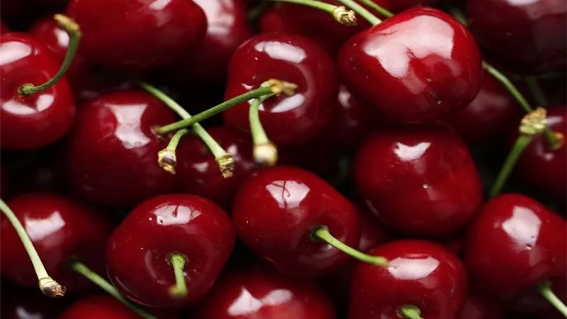 خبراء زراعة: الشتلات المطعومة هي الطريق الأسرع لإنتاج الكرز المنزلي بجودة عالية