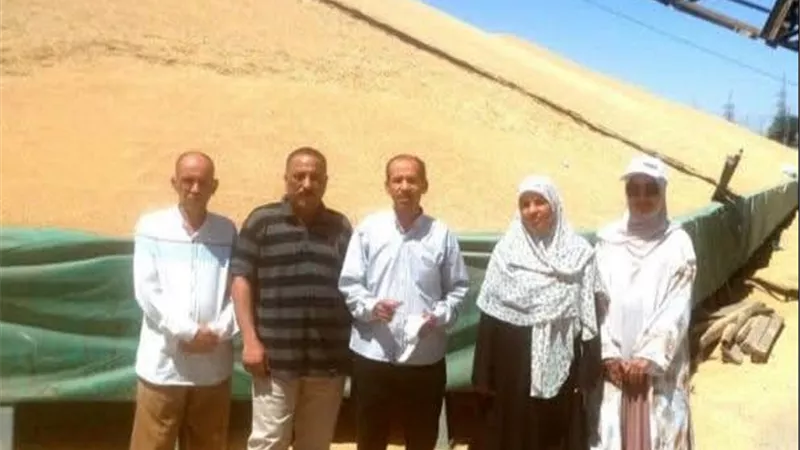 زراعة الأقصر: ارتفاع توريدات القمح بأكثر من 2200 طن مقارنة بالعام الماضي