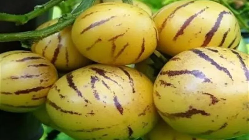 فاكهة البيبينو تنجح في العراق وتبشر بإمكانيات زراعية واعدة في الحدائق المنزلية