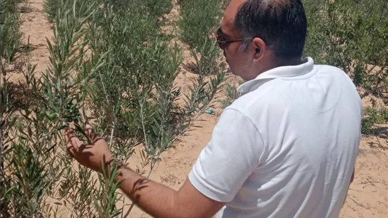 زراعة سيناء تطلق حملة لمواجهة آفات الزيتون وتطوير المناحل بالتجمع التنموي بالنثيلة