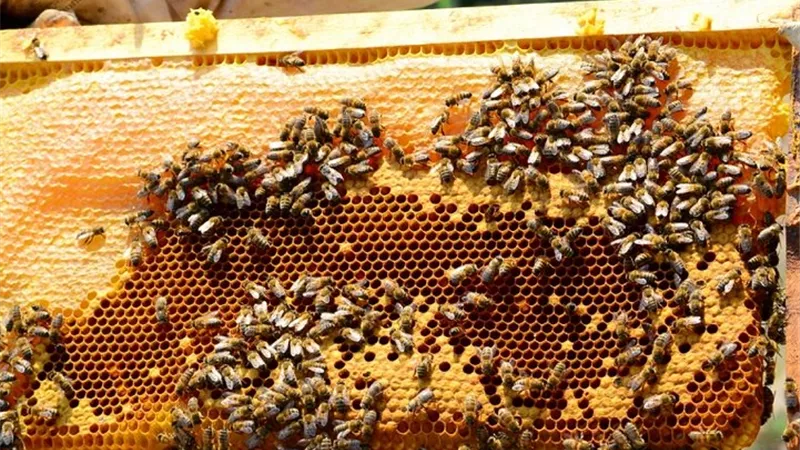 لجنة مبيدات الآفات تحذر من مخاطر الاستخدام الخاطئ للمبيدات على النحل والملقحات