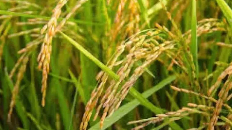أسرار السباخ البلدي لزيادة إنتاج الأرز وخفض تكاليف الزراعة
