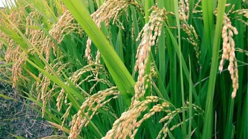 اليوريا أم سلفات النشادر؟.. خبراء يحددون أفضل سماد لزيادة إنتاجية الأرز