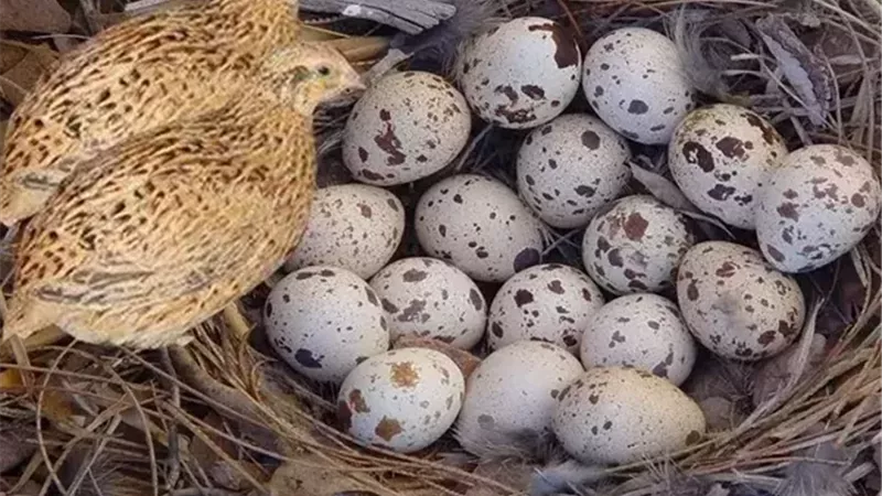 بيض السمان.. كنز غذائي صغير بفوائد صحية كبيرة