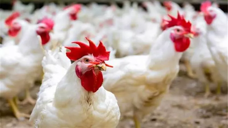 بعد زيادة المعروض.. مطالب بتحرك مؤسسي لإنقاذ صناعة الدواجن