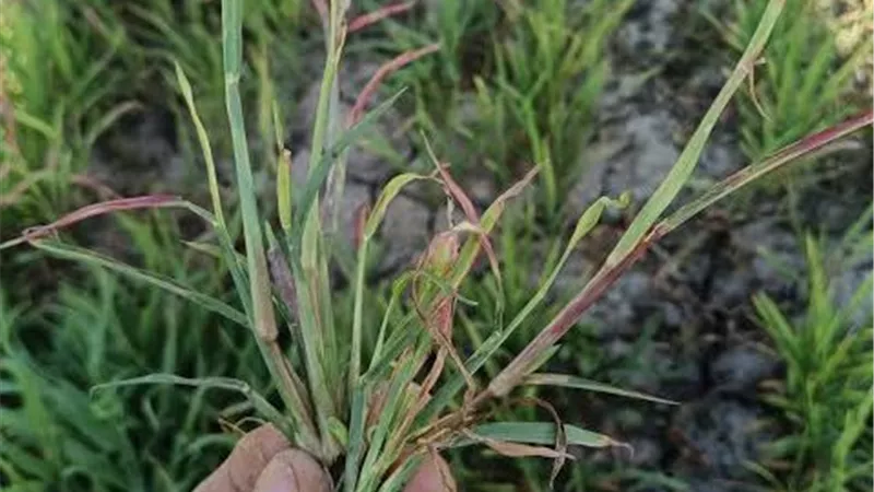 خبير زراعي يكشف سر السيطرة على الحشيشة الحمراء وحماية المحاصيل من الخسائر