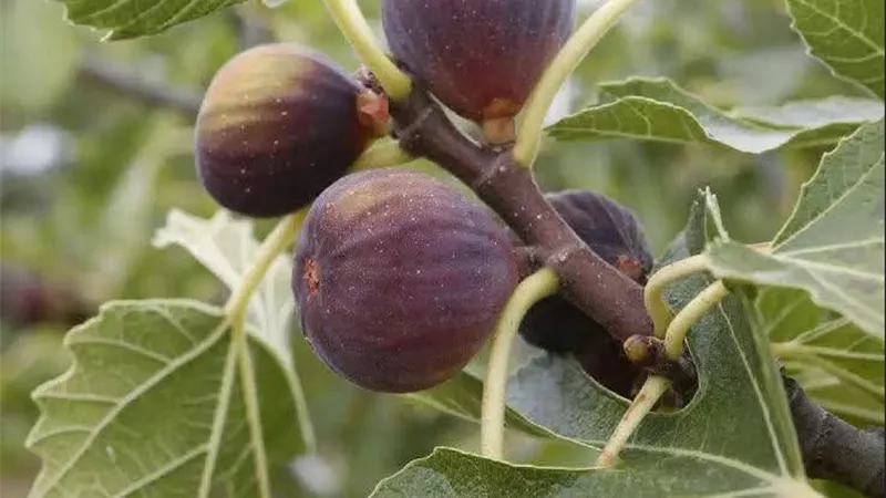 خنفساء قلف التين تهدد الأشجار.. 4 أجيال سنويًا وجفاف الأفرع أبرز الأضرار