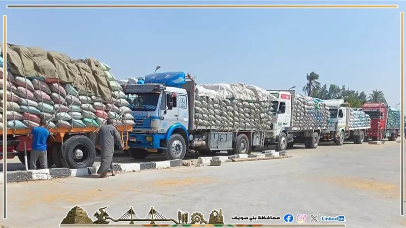 توريد 347 ألفًا و948 طن قمح إلى صوامع وشون بني سويف