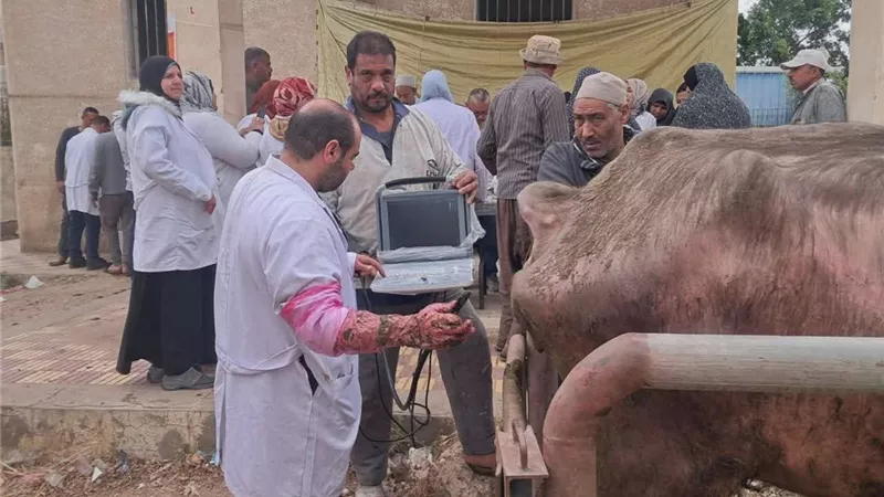 لتطوير الثروة الحيوانية.. الزراعة تنجح في تلقيح 38 ألف رأس ماشية ودعم صغار المربين
