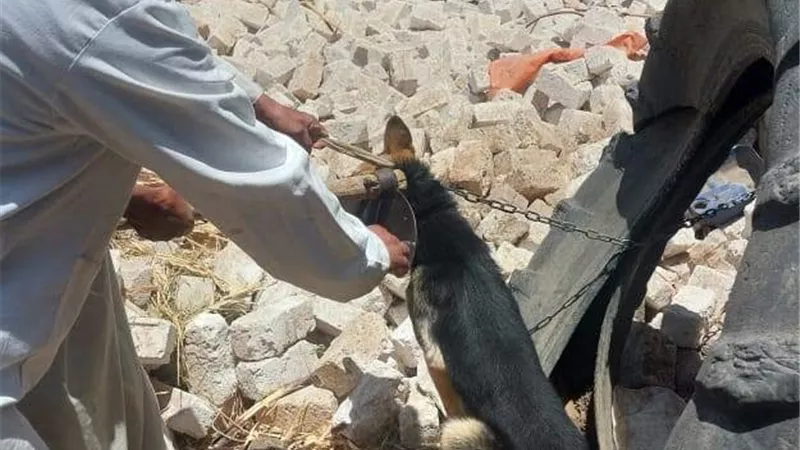 حملة بيطرية لتحصين الكلاب الحرة والتوعية بمرض السعار في جهينة الشرقية
