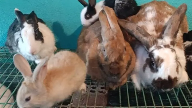الأرانب أرضي ولا بطاريات؟.. اعرف النظام الأفضل لتحقيق أعلى إنتاج وأقل خسائر
