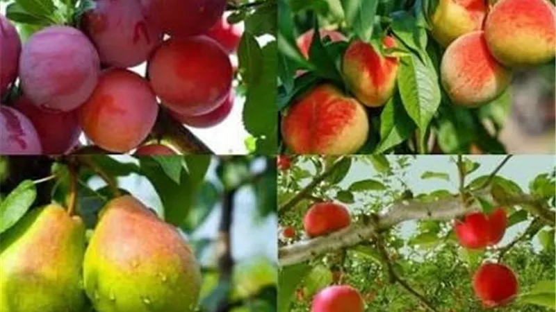 العنكبوت الأحمر يهدد المحاصيل مع ارتفاع الحرارة.. تعرف على أسباب انتشاره وطرق المكافحة