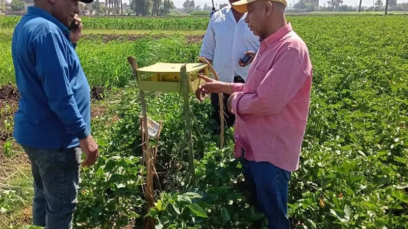 متابعات ميدانية مكثفة لزراعات الذرة الشامية والقطن بسوهاج لرصد الآفات والحفاظ على الإنتاجية