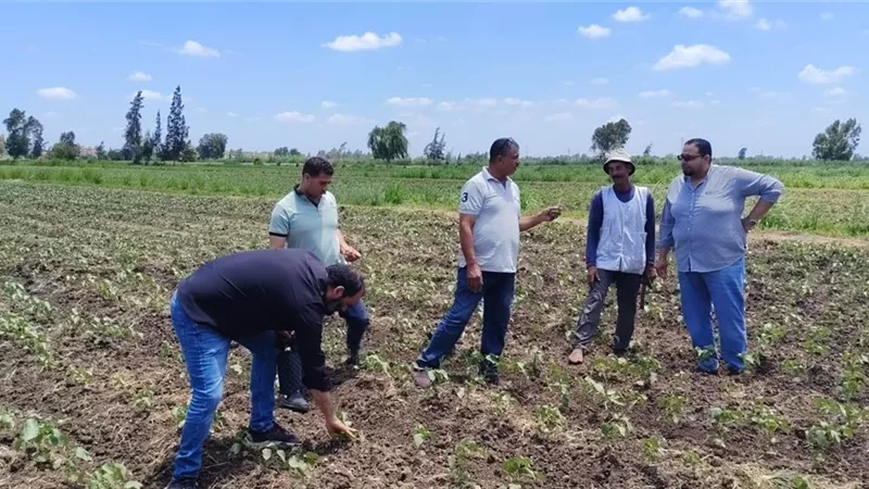 زراعة كفر الشيخ تكثف المتابعة الميدانية لدعم المزارعين وحماية المحاصيل الصيفية