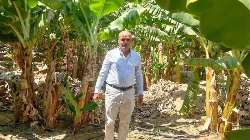 الزراعة ترفع درجة الاستعداد بالإسماعيلية لمكافحة أخطر الأمراض الفيروسية التي تهدد الموز