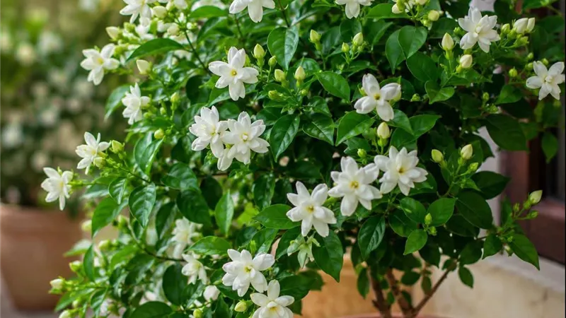 شجرة الفل.. نبات عطري يحول المساحات الصغيرة إلى تجربة من الهدوء والجمال