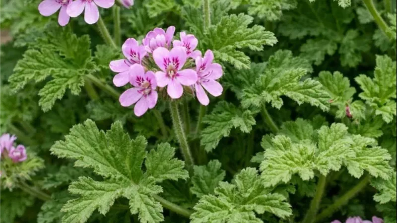 نبات العطرة.. رائحة زكية وفوائد متعددة تجعلها من أبرز النباتات العطرية المنزلية